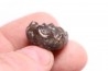 Parasibirites grambergi popow - early Triassic - Olenekian River - Siberia - Russia