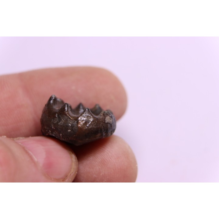 Parasibirites grambergi popow - early Triassic - Olenekian River - Siberia - Russia