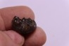 Parasibirites grambergi popow - early Triassic - Olenekian River - Siberia - Russia