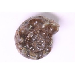 Parasibirites grambergi popow - early Triassic - Olenekian River - Siberia - Russia