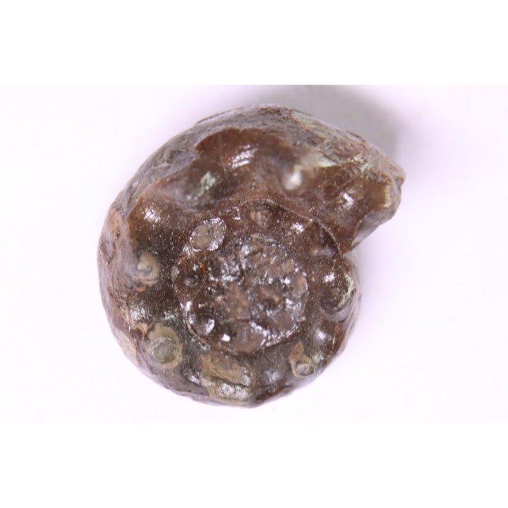 Parasibirites grambergi popow - early Triassic - Olenekian River - Siberia - Russia