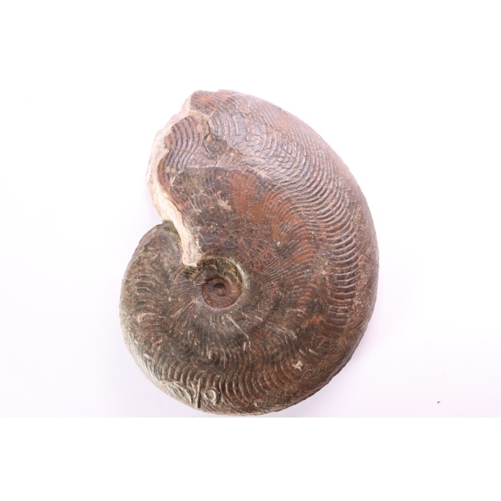 Harpoceras subplanatum - TOARCIEN - Carriere Belmont - FRANCE