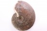 Harpoceras subplanatum - TOARCIEN - Carriere Belmont - FRANCE