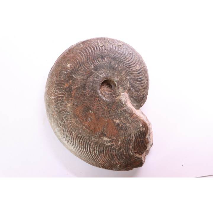 Harpoceras subplanatum - TOARCIEN - Carriere Belmont - FRANCE