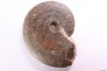 Harpoceras subplanatum - TOARCIEN - Carriere Belmont - LYON - FRANCE