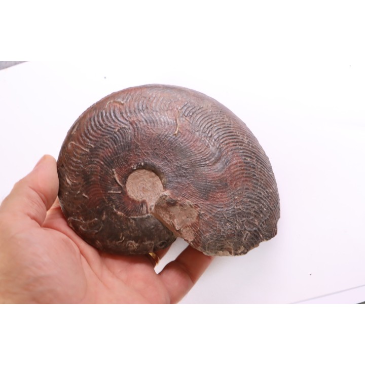 Harpoceras subplanatum - TOARCIEN - Carriere Belmont - LYON - FRANCE