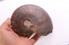 Harpoceras subplanatum - TOARCIEN - Carriere Belmont - FRANCE