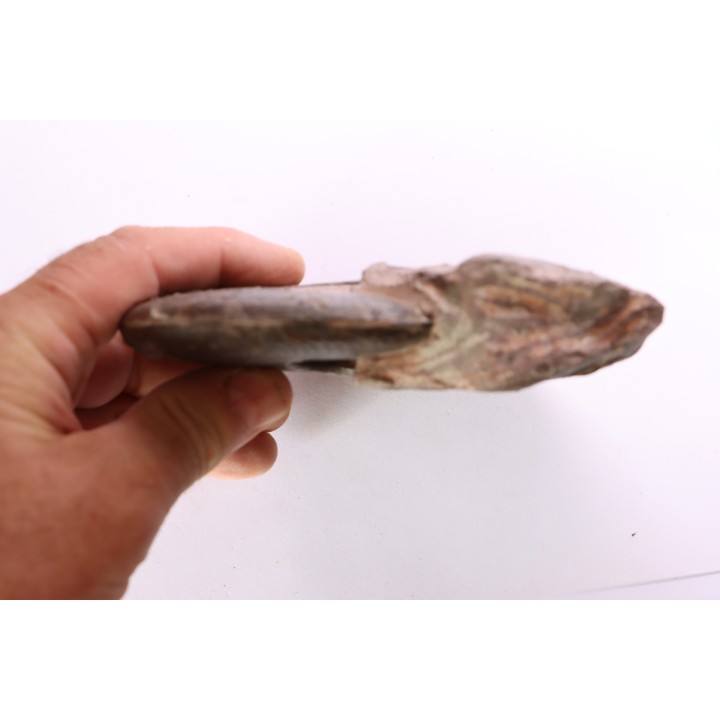 Harpoceras subplanatum - TOARCIEN - Carriere Belmont - LYON - FRANCE