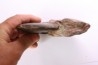 Harpoceras subplanatum - TOARCIEN - Carriere Belmont - LYON - FRANCE