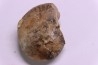 Thalassoceras gemmellarri karpinsky  early permian  South ural