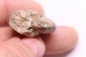Thalassoceras gemmellarri karpinsky  early permian  South ural
