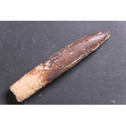 sauropode TITANOSAURUS GARASBAE
