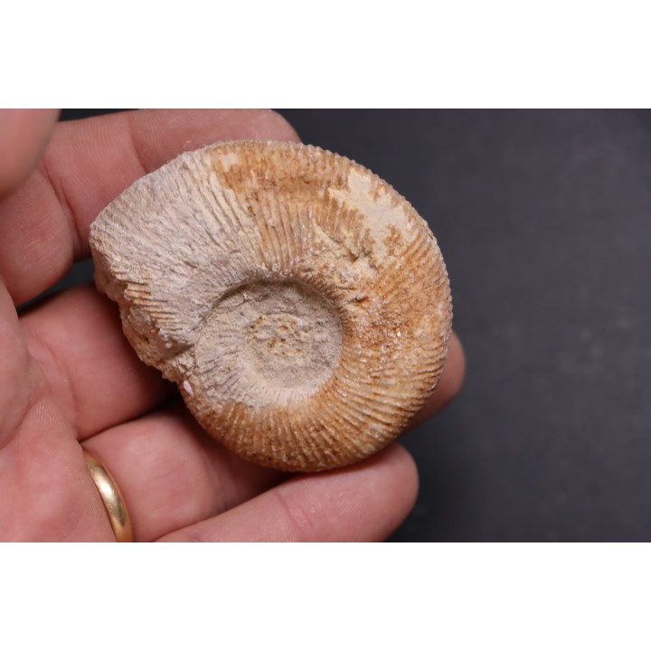 Subdiscophinctes jelskii  - oxfordien - Nevers -58 - FRANCE