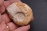 Subdiscophinctes jelskii - oxfordien - Nevers -58 - FRANCE