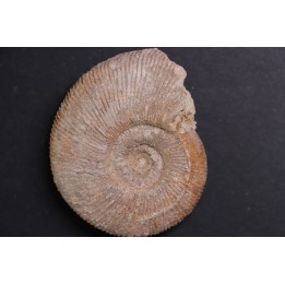 Subdiscophinctes jelskii  - oxfordien - Nevers -58 - FRANCE