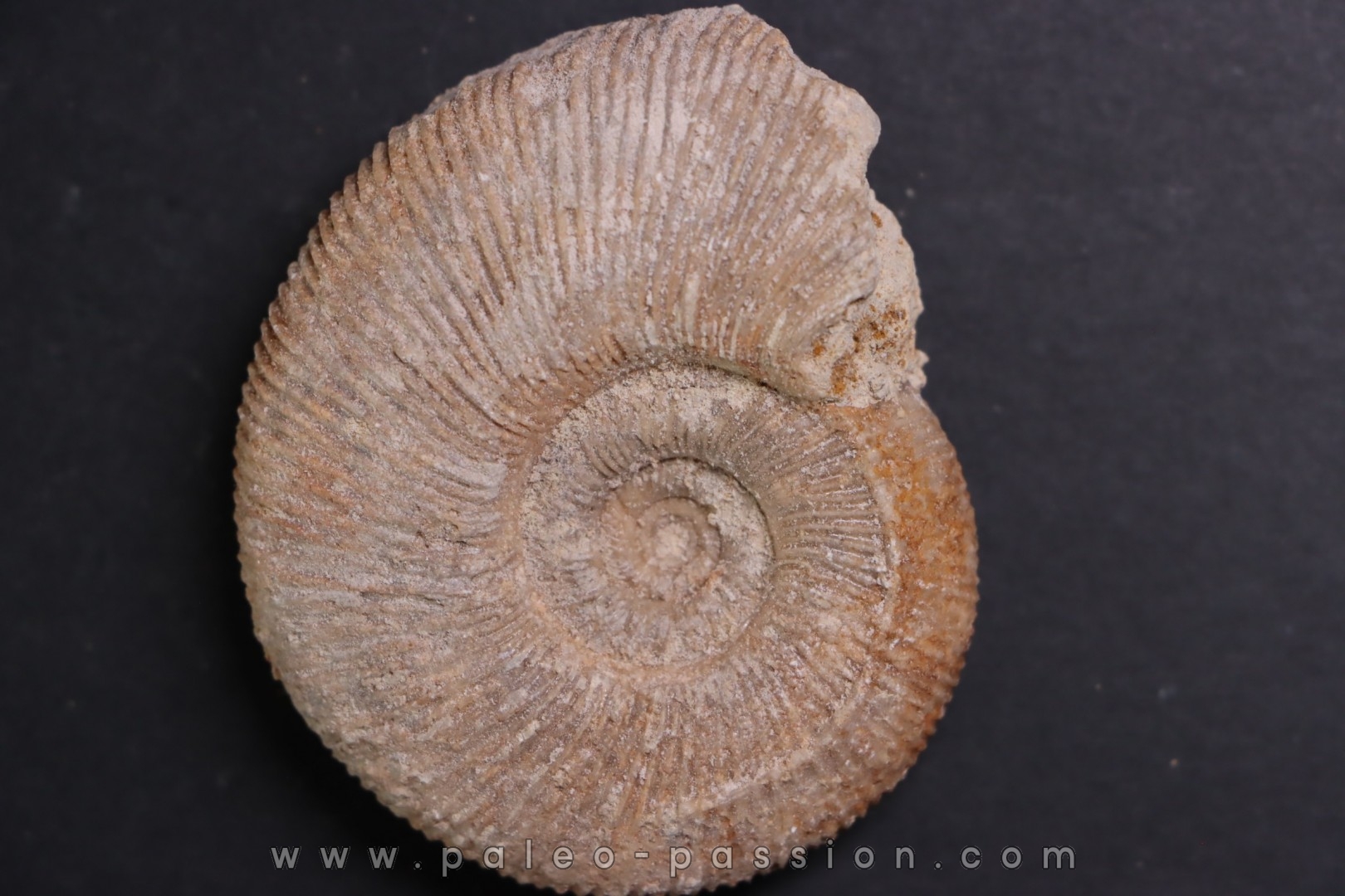 Subdiscophinctes jelskii - oxfordien - Nevers -58 - FRANCE