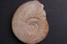 Subdiscophinctes jelskii - oxfordien - Nevers -58 - FRANCE