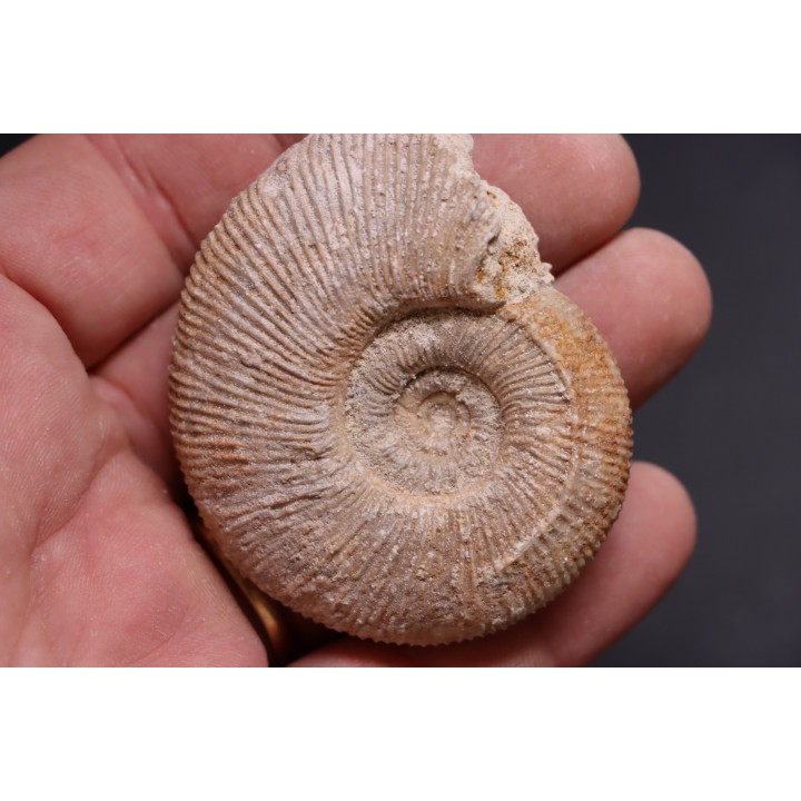 Subdiscophinctes jelskii  - oxfordien - Nevers -58 - FRANCE
