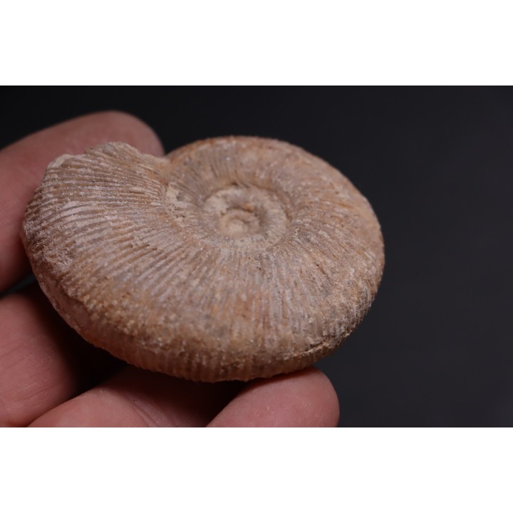 Subdiscophinctes jelskii  - oxfordien - Nevers -58 - FRANCE