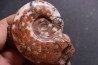 Monophyllites sp.  - anisien, Trias - Epidauros, GRECE