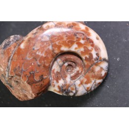 Monophyllites sp.  - anisien, Trias - Epidauros, GRECE