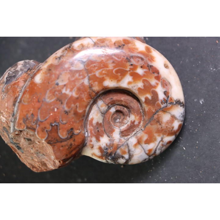 Monophyllites sp.  - anisien, Trias - Epidauros, GRECE