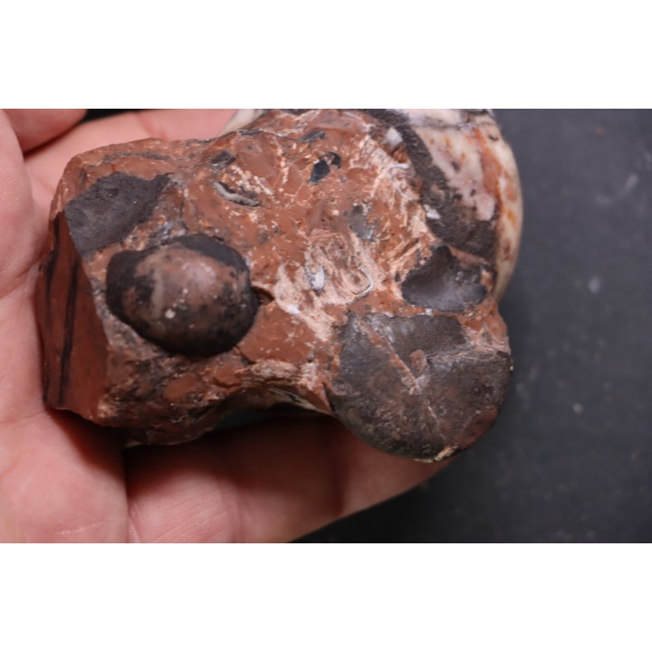 Monophyllites sp. - anisian, Triassic - Epidauros, GRECE