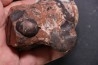 Monophyllites sp. - anisian, Triassic - Epidauros, GRECE