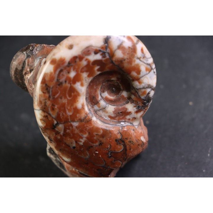 Monophyllites sp. - anisian, Triassic - Epidauros, GRECE