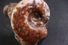 Monophyllites sp. - anisian, Triassic - Epidauros, GRECE