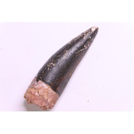 DENT DE PHYTOSAURE:  Pseudopalatus sp - triassic - New Mexico - USA