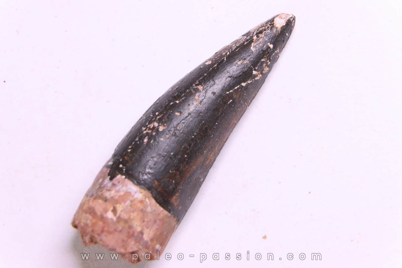 PHYTOSAURE teeth: Pseudopalatus sp - triassic - New Mexico - USA