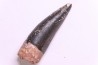 PHYTOSAURE teeth: Pseudopalatus sp - triassic - New Mexico - USA