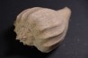 Athleta (volutopupa) citharoedus - lutetien - Damery, FRANCE