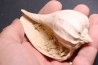 Athleta (volutopupa) citharoedus - lutetien - Damery, FRANCE