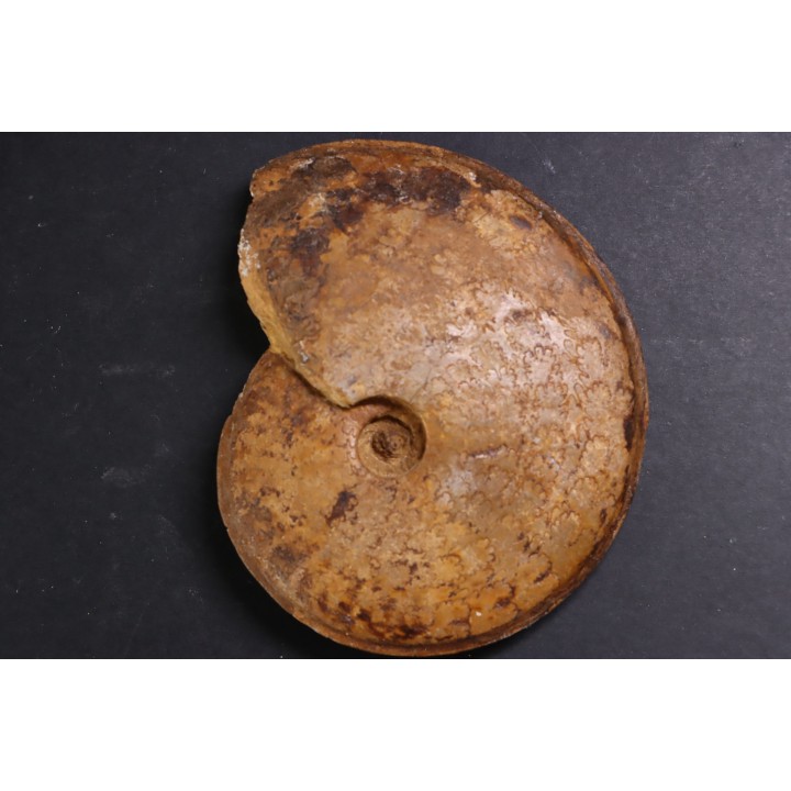 Hyperlioceras discites - bajocien - Rollesbierg, Differdange, LUXEMBOURG