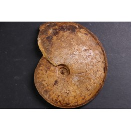 Hyperlioceras discites - bajocien - Rollesbierg, Differdange, LUXEMBOURG