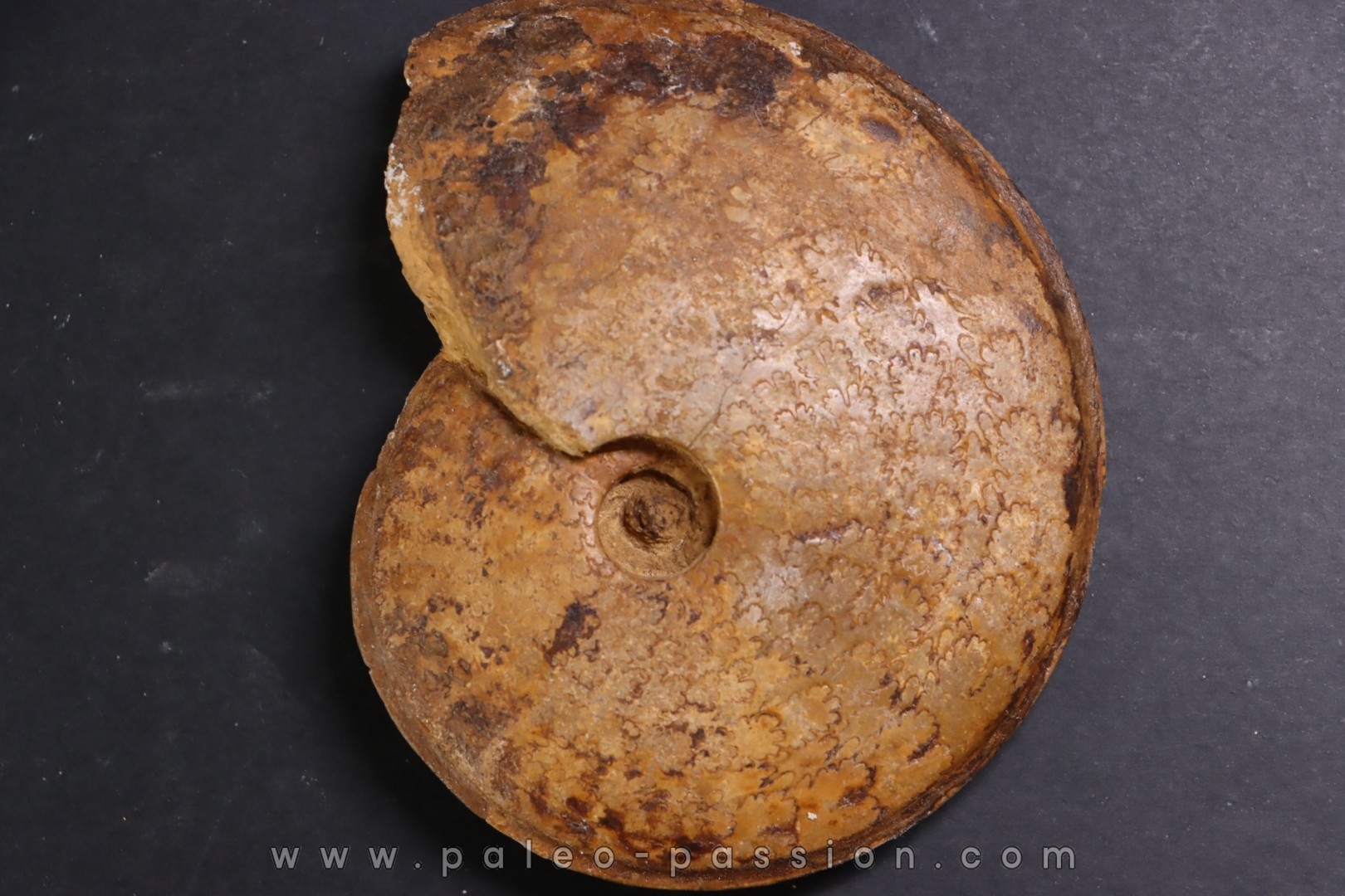 Hyperlioceras discites - bajocien - Rollesbierg, Differdange, LUXEMBOURG