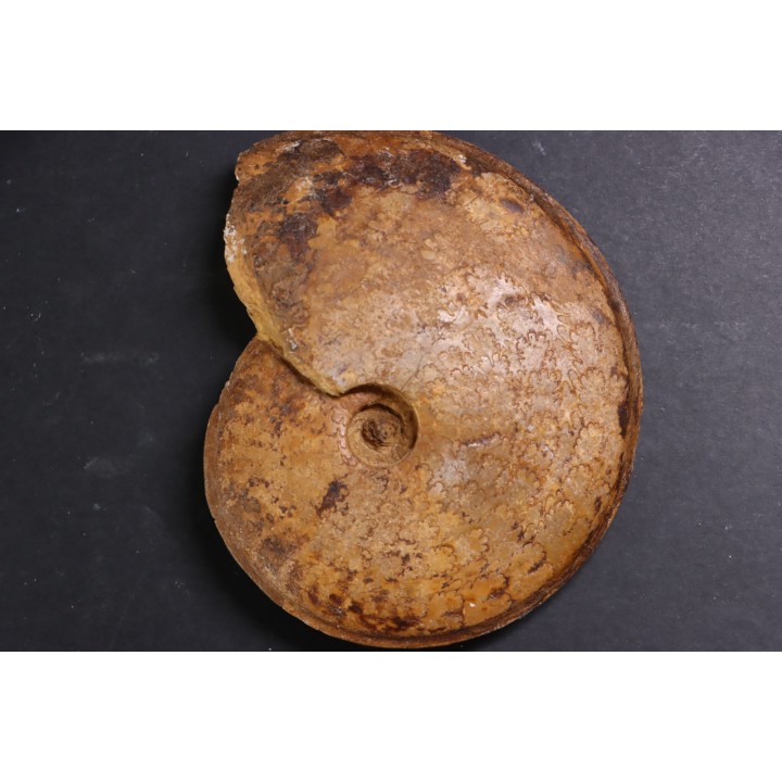 Hyperlioceras discites - bajocien - Rollesbierg, Differdange, LUXEMBOURG