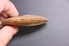 Hyperlioceras discites - bajocien - Rollesbierg, Differdange, LUXEMBOURG