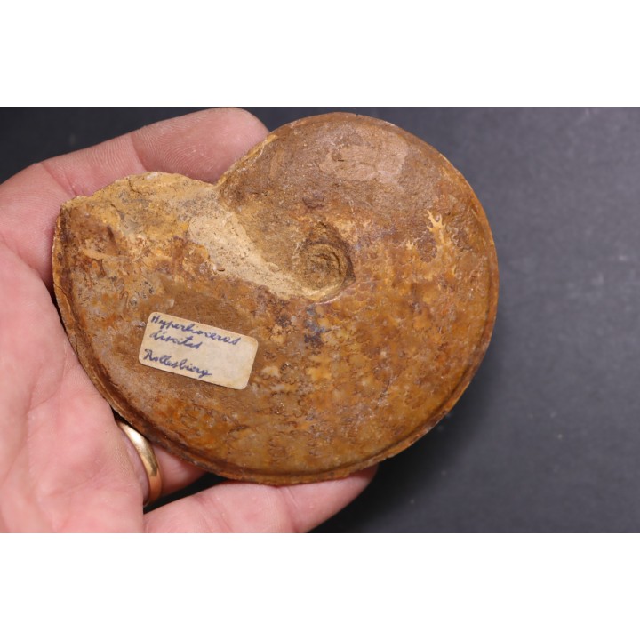 Hyperlioceras discites - bajocien - Rollesbierg, Differdange, LUXEMBOURG