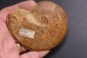 Hyperlioceras discites - bajocien - Rollesbierg, Differdange, LUXEMBOURG