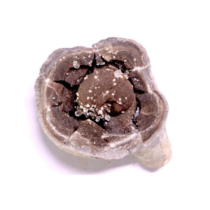 septaria avec ammonite SOWERBYCERAS recouverte de quartz  oxfordien  Remusat - Drome, FRANCE