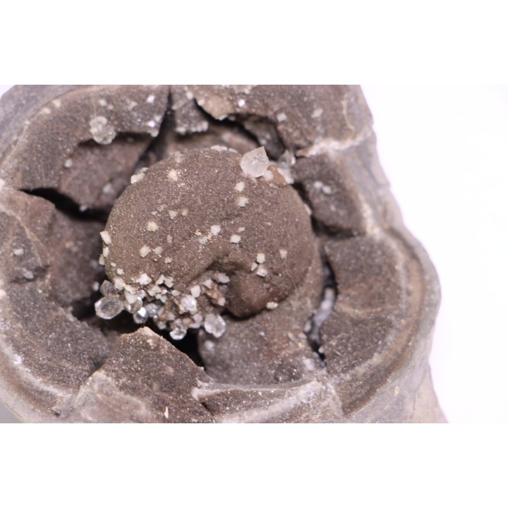 septaria avec ammonite SOWERBYCERAS recouverte de quartz  oxfordien  Remusat - Drome, FRANCE