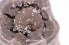 septaria avec ammonite SOWERBYCERAS recouverte de quartz  oxfordien  Remusat - Drome, FRANCE