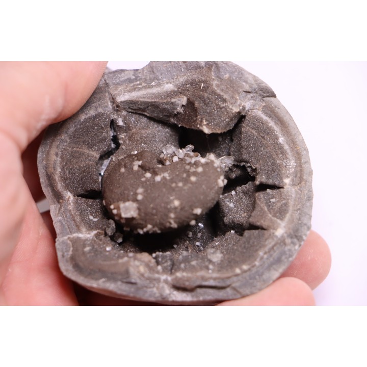 septaria avec ammonite SOWERBYCERAS recouverte de quartz  oxfordien  Remusat - Drome, FRANCE
