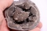 septaria avec ammonite SOWERBYCERAS recouverte de quartz  oxfordien  Remusat - Drome, FRANCE