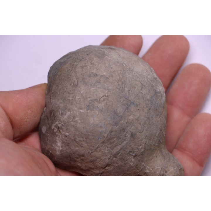 septaria avec ammonite SOWERBYCERAS recouverte de quartz  oxfordien  Remusat - Drome, FRANCE