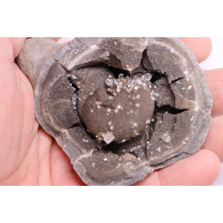 septaria avec ammonite SOWERBYCERAS recouverte de quartz  oxfordien  Remusat - Drome, FRANCE