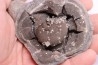 septaria avec ammonite SOWERBYCERAS recouverte de quartz oxfordien Remusat - Drome, FRANCE